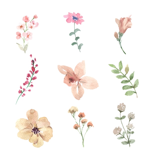 Conjunto de flor em aquarela, ilustração desenhados à mão