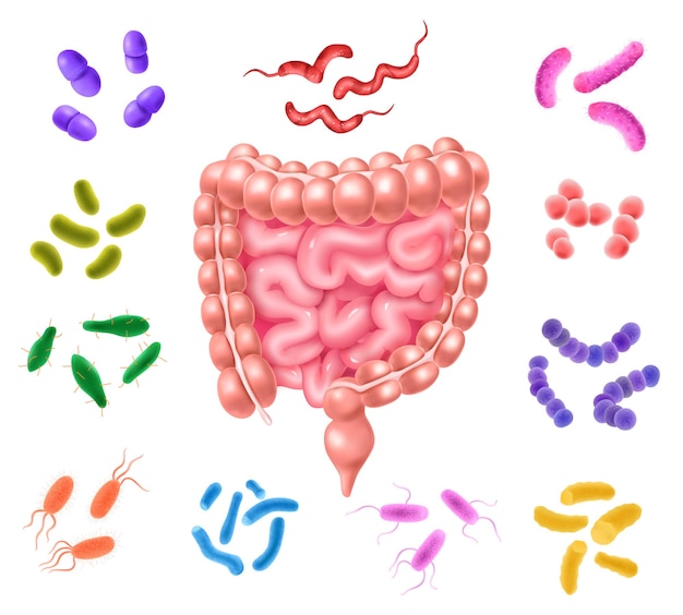 Vetor grátis conjunto de flora bacteriana de cólon humano