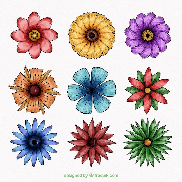 Conjunto de flores de mão desenhada