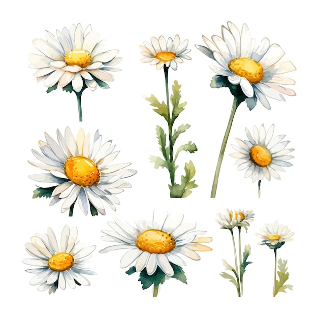 Conjunto de flores de margarida a aquarela clipart