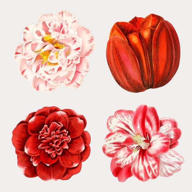 Conjunto de flores em aquarela