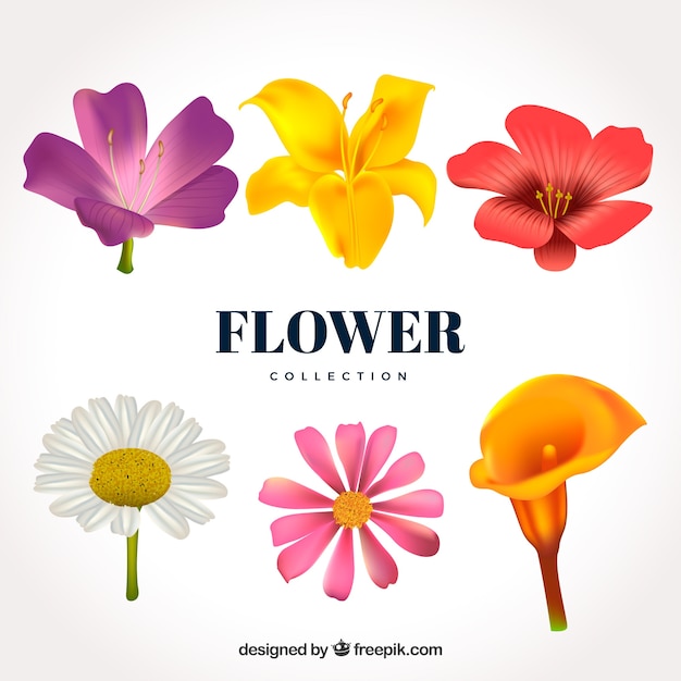 Conjunto de flores em estilo realista