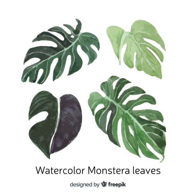 Conjunto de folhas de monstera em aquarela