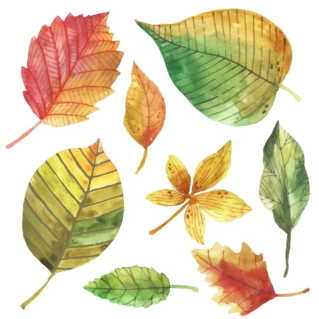 Conjunto de folhas de outono de desenho em aquarela