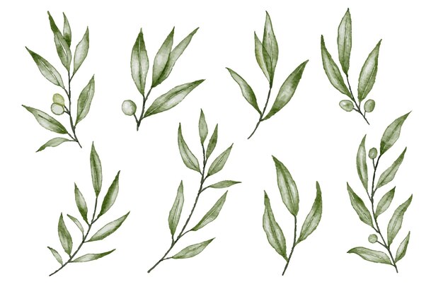 Conjunto de folhas de plantas em aquarela