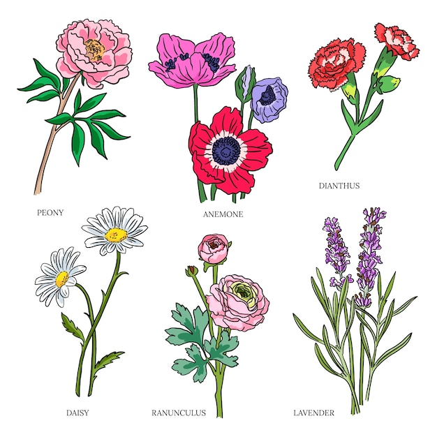 Vetor grátis conjunto de gráfico de flores botânicas desenhadas à mão