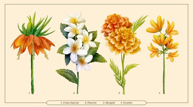 Conjunto de gráfico de flores botânicas em aquarela