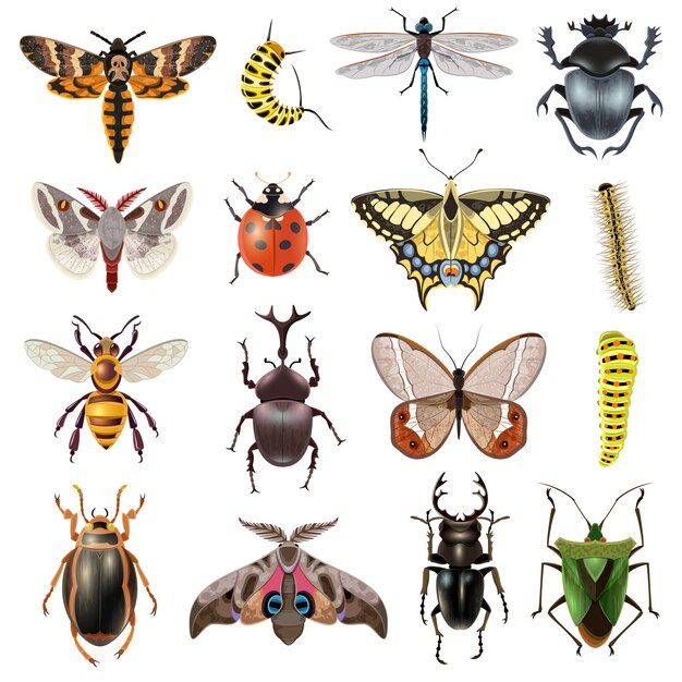 Conjunto de ícones de insetos