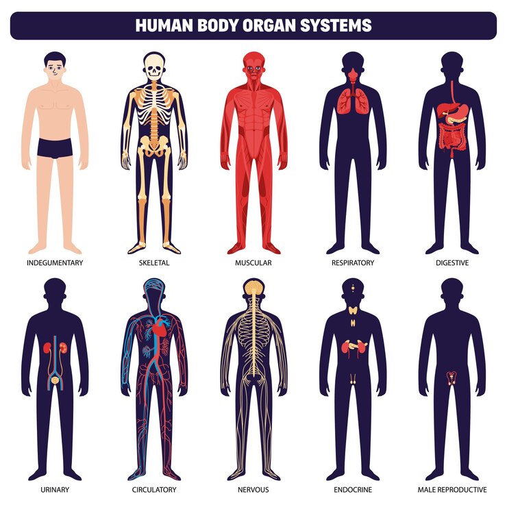 Vetor grátis conjunto de ícones de sistemas de órgãos do corpo humano com indegumentary esquelético respiratório digestivo urinário circulatório nervoso endócrino e ilustração vetorial de sistemas reprodutivos masculinos