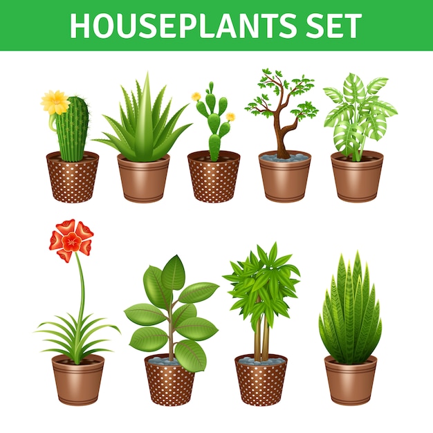 Conjunto de ícones realista de plantas de casa