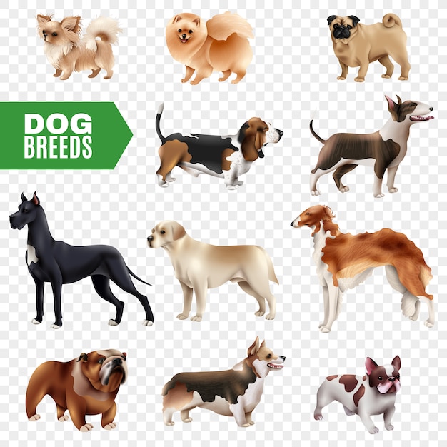 Conjunto de ícones transparentes de raças de cães