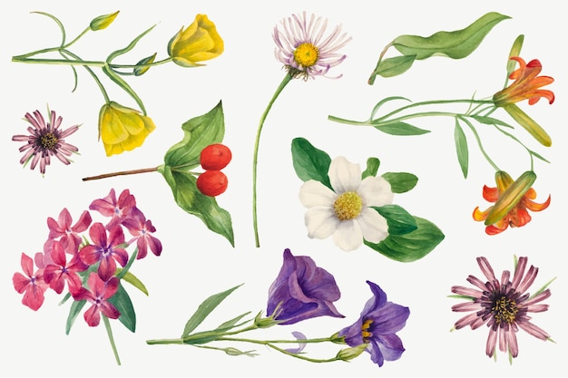 Conjunto de ilustração botânica de vetor de flores desabrochando coloridas, remixado das obras de arte de mary vaux walcott