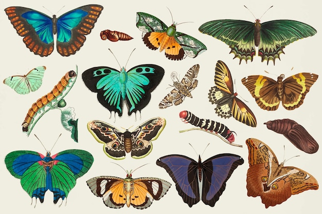 Conjunto de ilustração colorida de vetor de borboleta vintage