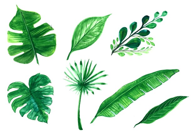 Conjunto de ilustração de design de folha de árvore verde