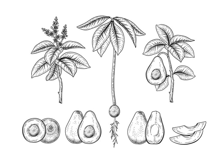 Vetor grátis conjunto de ilustrações botânicas desenhadas à mão decorativas de fruta abacate