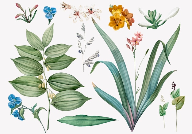Conjunto de ilustrações de flores e plantas