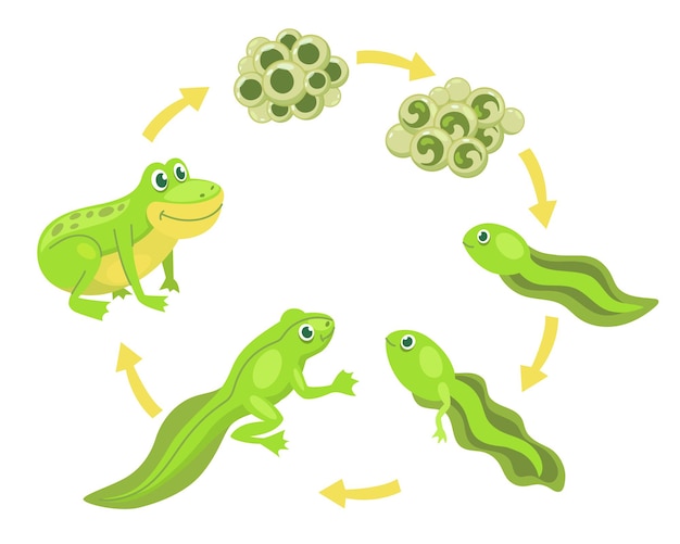 Vetor grátis conjunto de ilustrações de vetor de ciclo de vida de personagem de desenho animado sapo engraçado. transformação de ovos e girinos em sapo fofo, evolução isolada no fundo branco. animais, natureza, conceito de educação