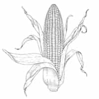 Vetor grátis conjunto de ilustrações desenhadas à mão de milho maduro