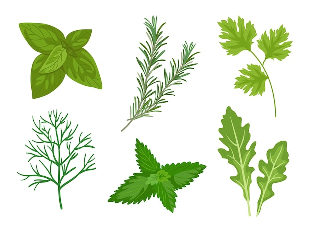 Conjunto de ilustrações vetoriais de diferentes ervas e folhas. Coleção de plantas de ervas picantes, salsa, alecrim, coentro, orégano, hortelã em fundo branco. Comida, culinária, conceito de plantas