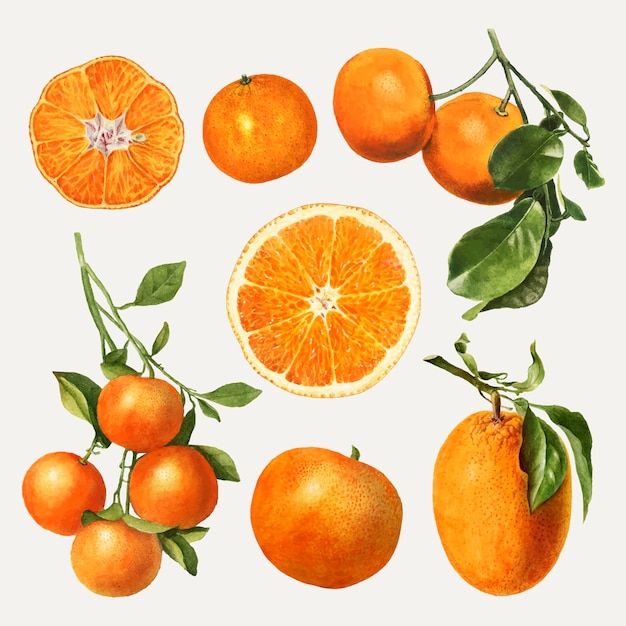 Conjunto de laranjas frescas naturais desenhadas à mão