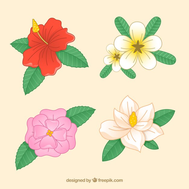 Conjunto de lindas flores tropicais