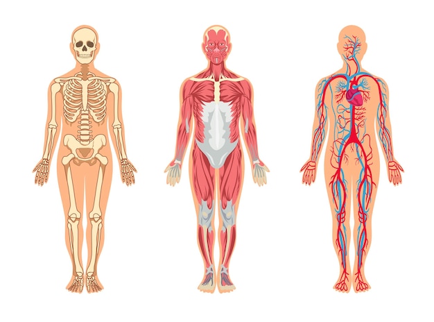 Conjunto de músculos e ossos em ilustrações de corpo humano. Homem dos desenhos animados com esqueleto e estrutura de vasos sanguíneos, veias, artérias, sistema muscular, isolado no branco