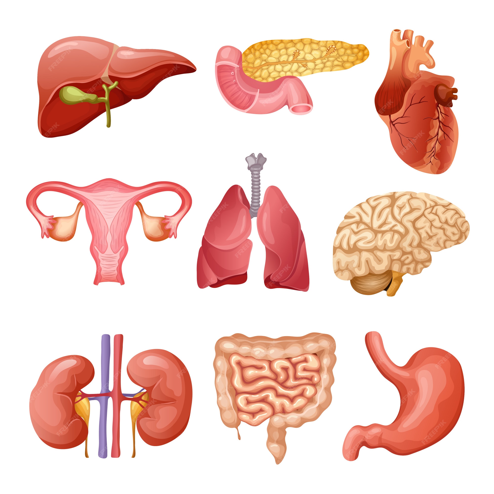 Vetor. órgãos humanos de desenho animado, que administra o medicamento. •  adesivos para a parede exames médicos, intestino, infográfico