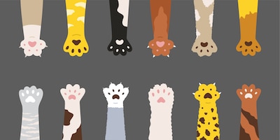 Conjunto de patas gatos multicoloridos fofos