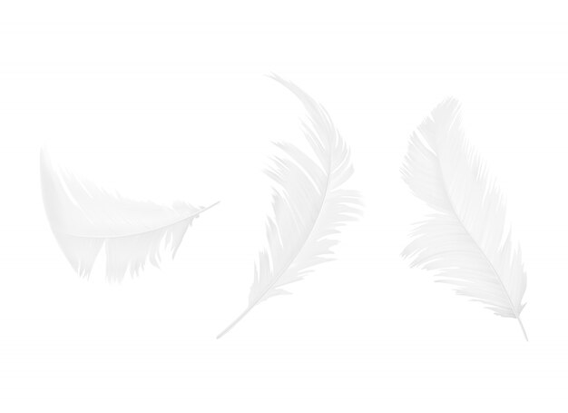 Conjunto de penas brancas de pássaro ou anjo em várias formas, isoladas no fundo