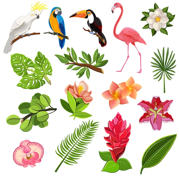 Conjunto de pictogramas de aves e plantas tropicais