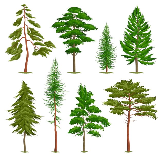 Conjunto de pinheiros realistas de vários tipos, isolado no branco