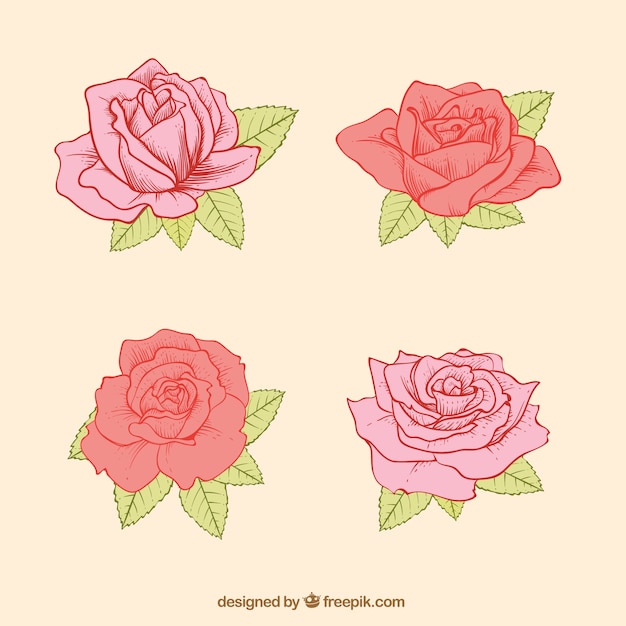 Conjunto de quatro rosas desenhadas mão