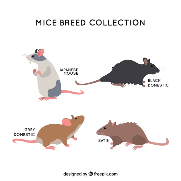Vetor grátis conjunto de raças de ratos lisos