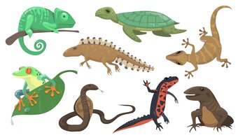 Conjunto de répteis e anfíbios. tartaruga, lagarto, tritão, lagartixa, isolada em um fundo de merda. ilustração vetorial para animais, vida selvagem, conceito de fauna da floresta tropical
