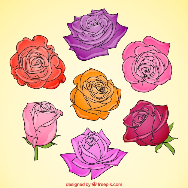 Vetor grátis conjunto de rosas com cores diferentes