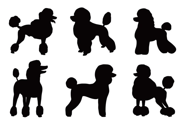 Vetor grátis conjunto de silhueta de poodle de design plano