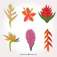Vetor grátis conjunto de várias flores tropicais mão desenhada