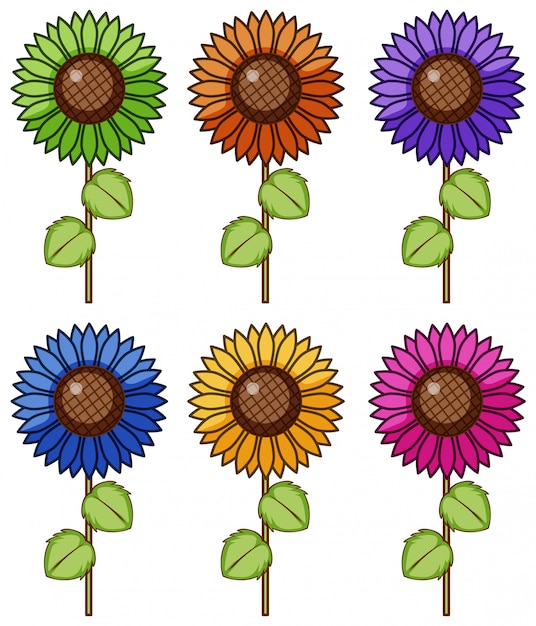 Conjunto isolado de flores em cores diferentes