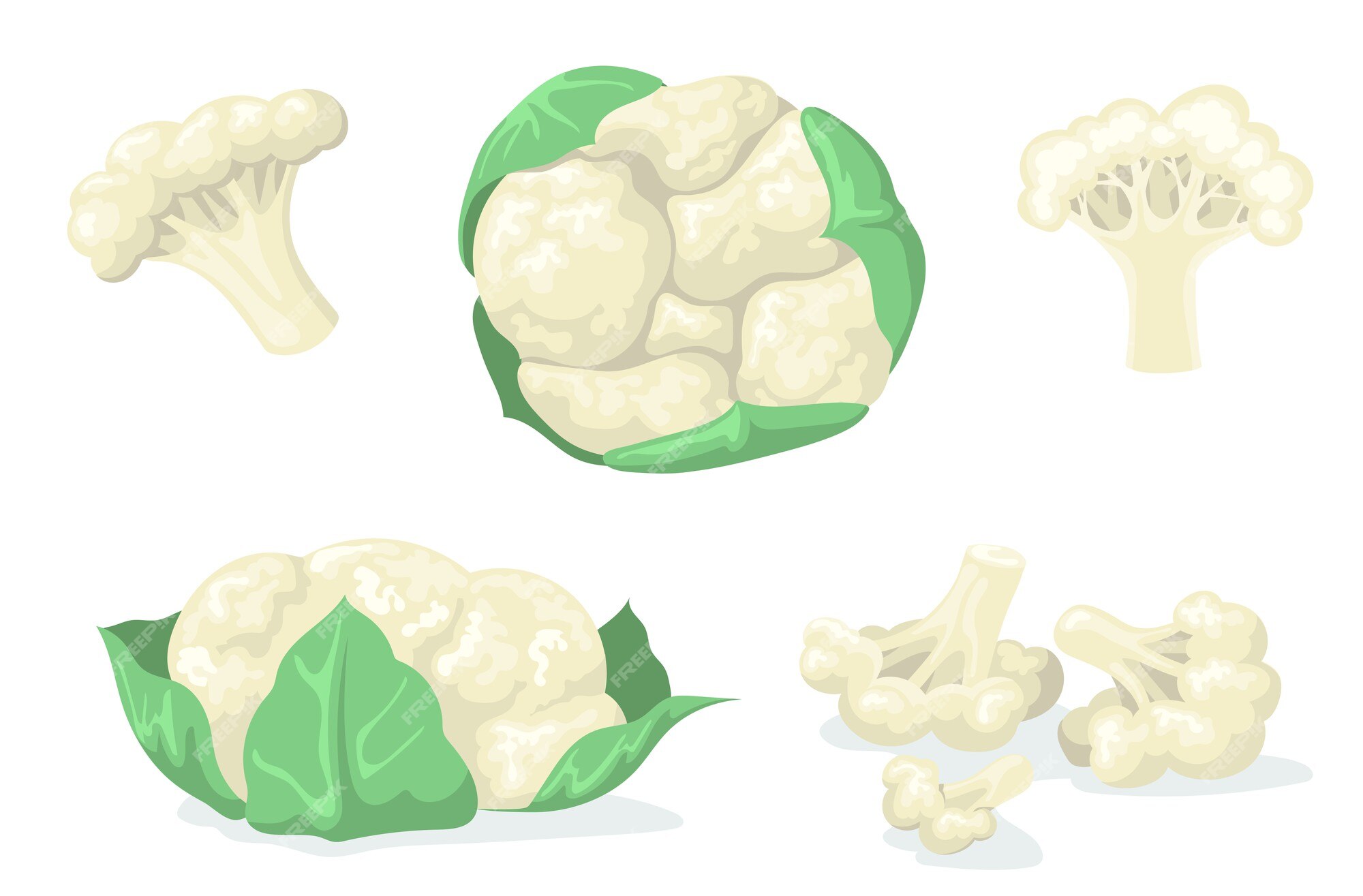 Conceito vegetal um conjunto plano de desenhos de vegetais de desenho  animado em uma ilustração vetorial de fundo branco