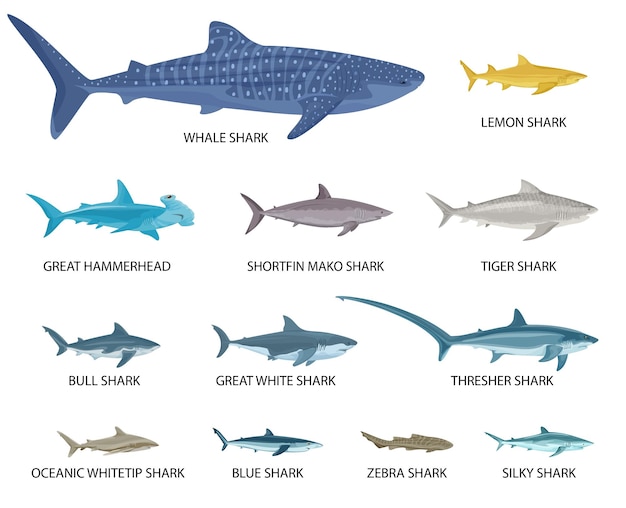 Vetor grátis conjunto plano de tamanhos de tubarões de ícones isolados com vistas de peixes pequenos e grandes com ilustração vetorial de texto