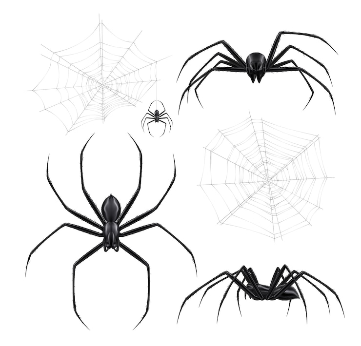 Vetor grátis conjunto realista de aranhas negras com imagens isoladas de teias de aranha e insetos artrópodes em ilustração vetorial de fundo em branco