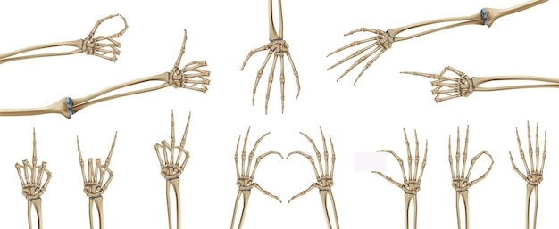 Vetor grátis conjunto realista de mãos de esqueleto com imagens isoladas de estruturas esqueléticas da palma da mão na ilustração vetorial de fundo em branco