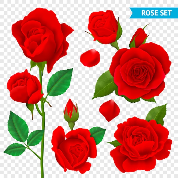 Vetor grátis conjunto realista de rosa transparente com flores vermelhas isoladas