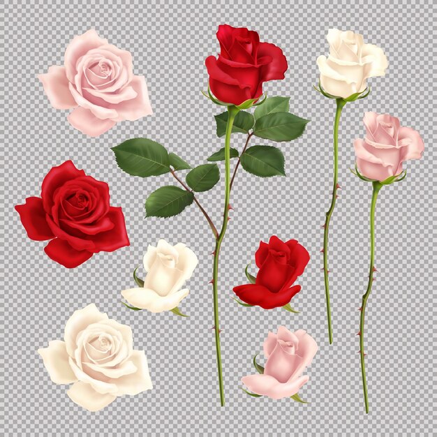 Conjunto realista de rosas vermelhas e brancas isoladas em ilustração vetorial de fundo transparente