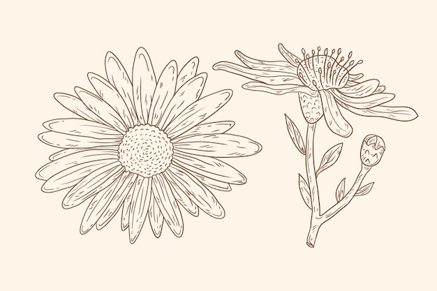 Contorno de margaridas minimalista desenhado à mão