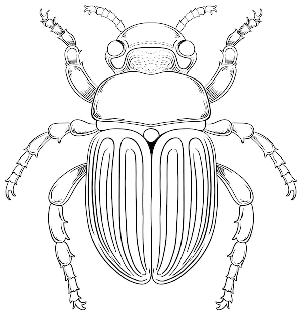 Vetor grátis contorno do escaravelho para colorir