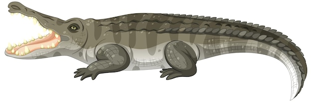 Vetor grátis crocodilo adulto isolado em fundo branco