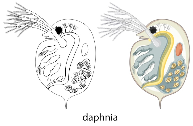 Vetor grátis daphnia em cores e rabisco em fundo branco