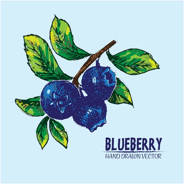 Desenhado mão blueberries