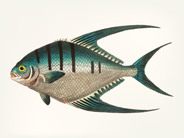 Desenho de Chaetodon Glauco